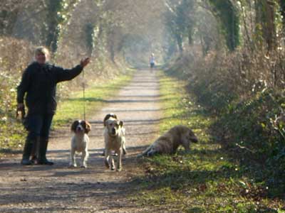 Photographs of happy pets at the Dog Lodge